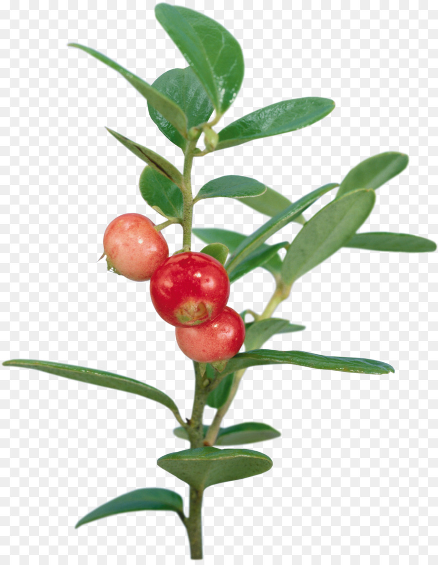 Tanam Dengan Berry Merah，Daun Daun PNG