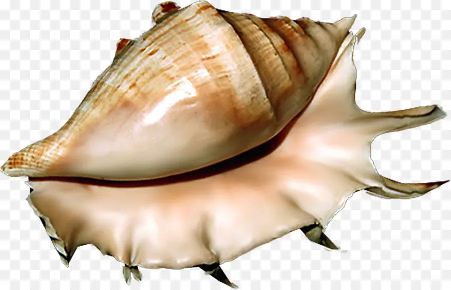 Kerang Laut，Siput Laut PNG