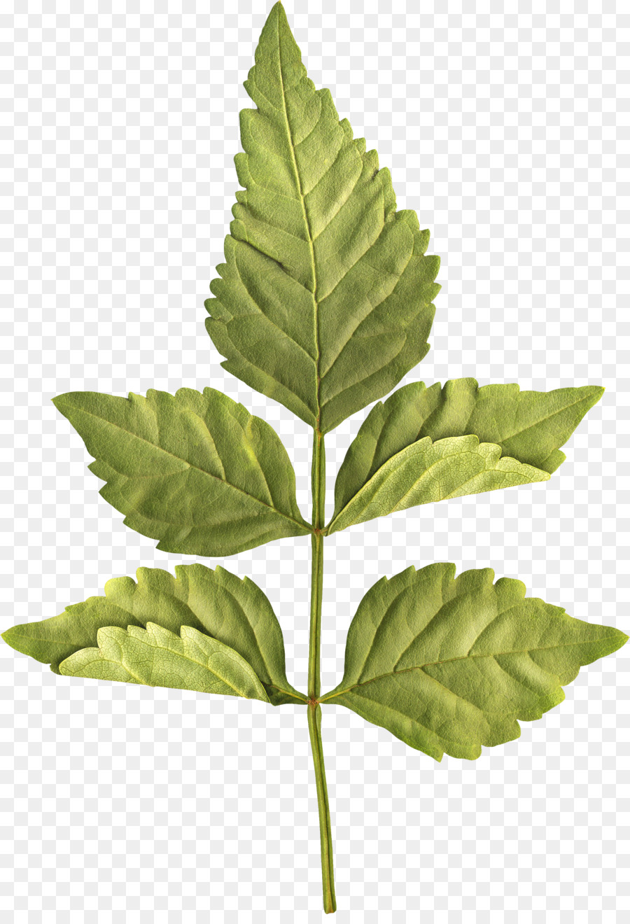 Daun Pakis，Daun PNG