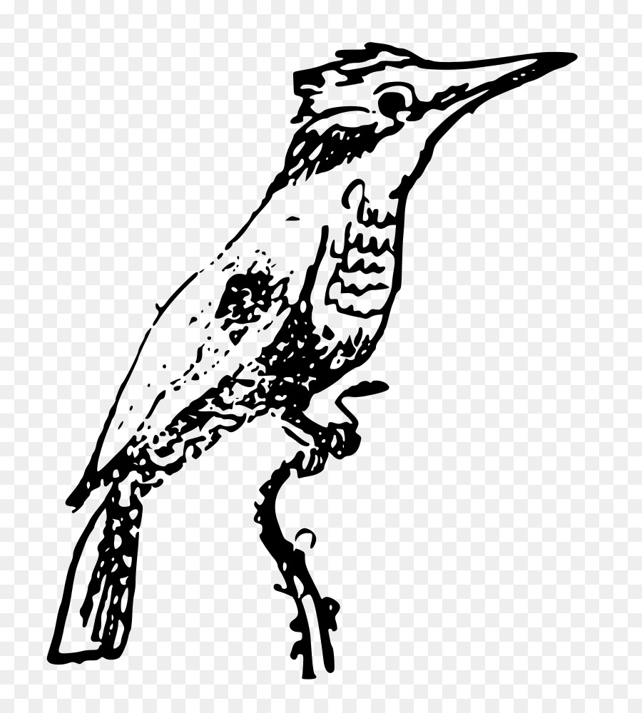 Burung Pekakak，Menggambar PNG