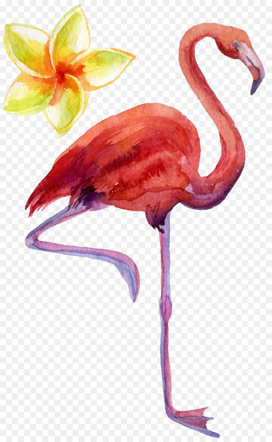 Flamingo，Burung PNG