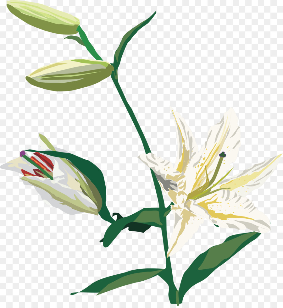 Bunga，Lilium PNG