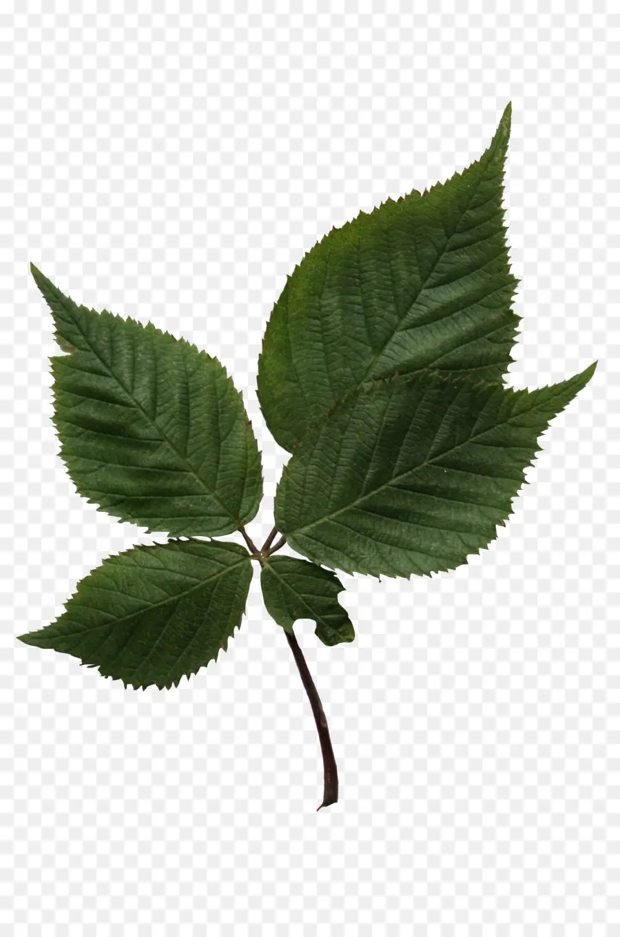 Daun Hijau，Daun Daun PNG