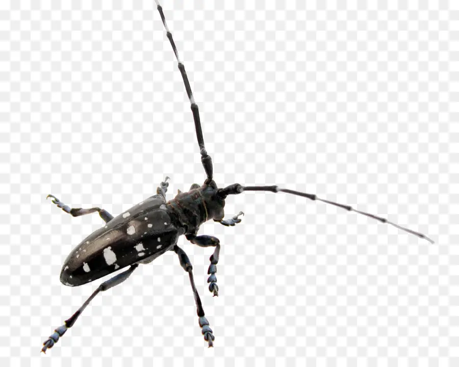 Kumbang，Longhorn Beetle PNG