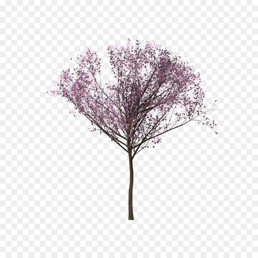 Pohon Sakura Cabang Gambar Png