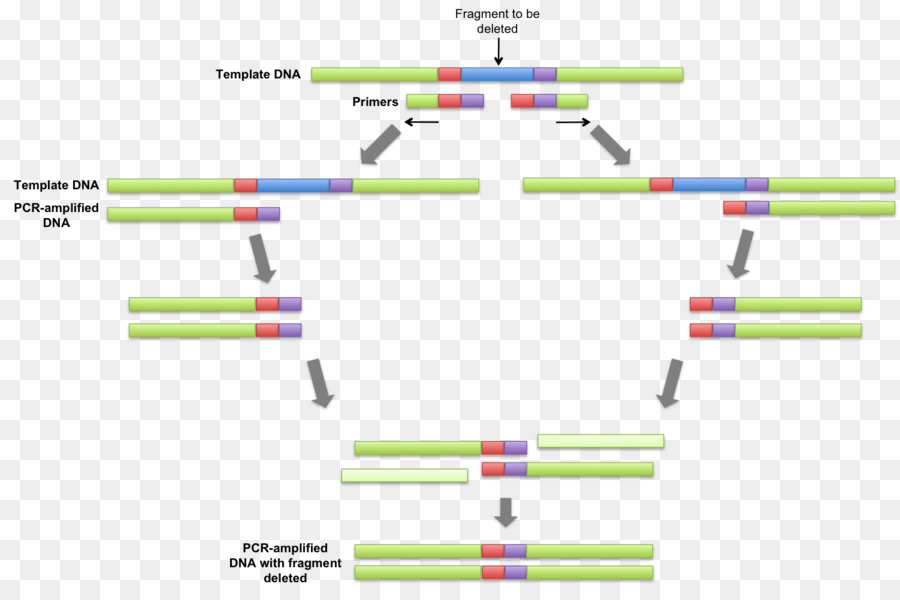 Tumpang Tindih Ekstensi Polymerase Chain Reaction，Reaksi Berantai Polimerase PNG