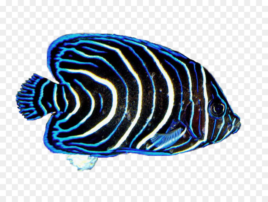 Ikan，Akuatik PNG