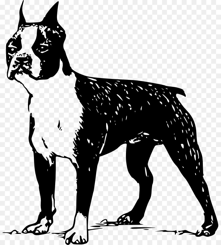 Anjing，Boston Terrier PNG