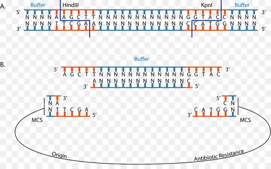 Urutan Dna，Genetika PNG