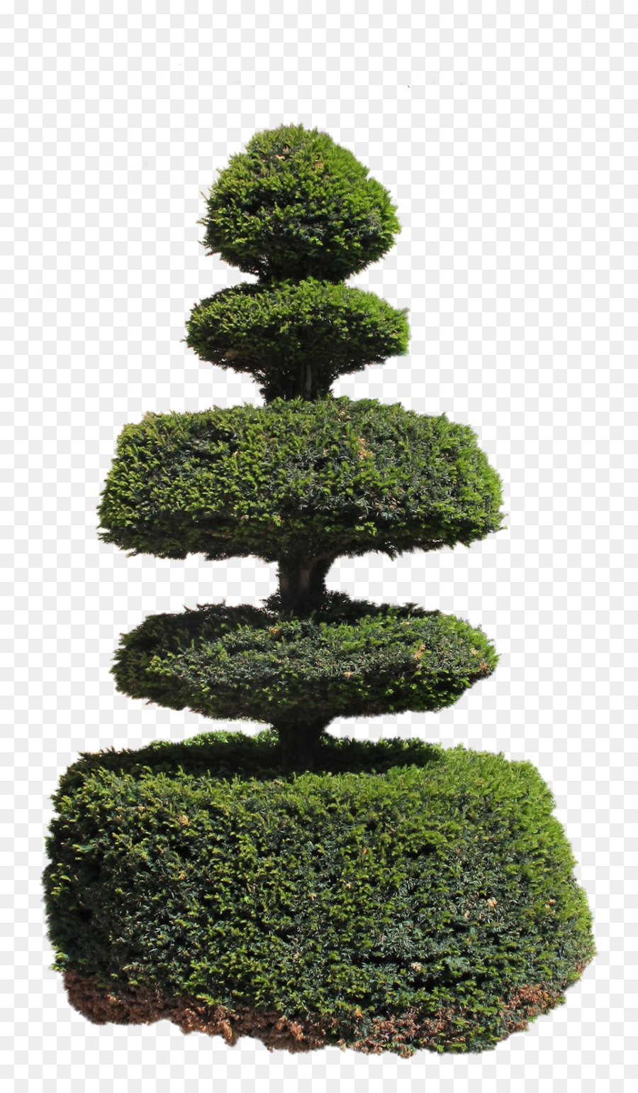 Topiary，Pohon PNG