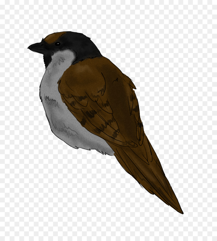 Burung，Finch PNG
