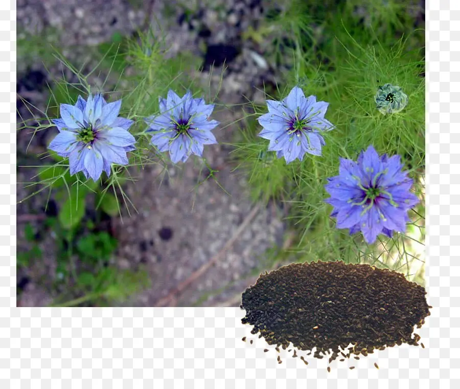 Bunga Adas，Nigella Damascena PNG