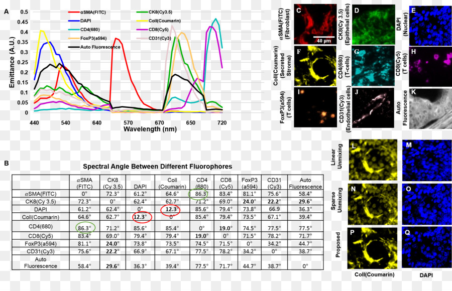 Mikroskop Fluoresensi，Fluoresensi PNG