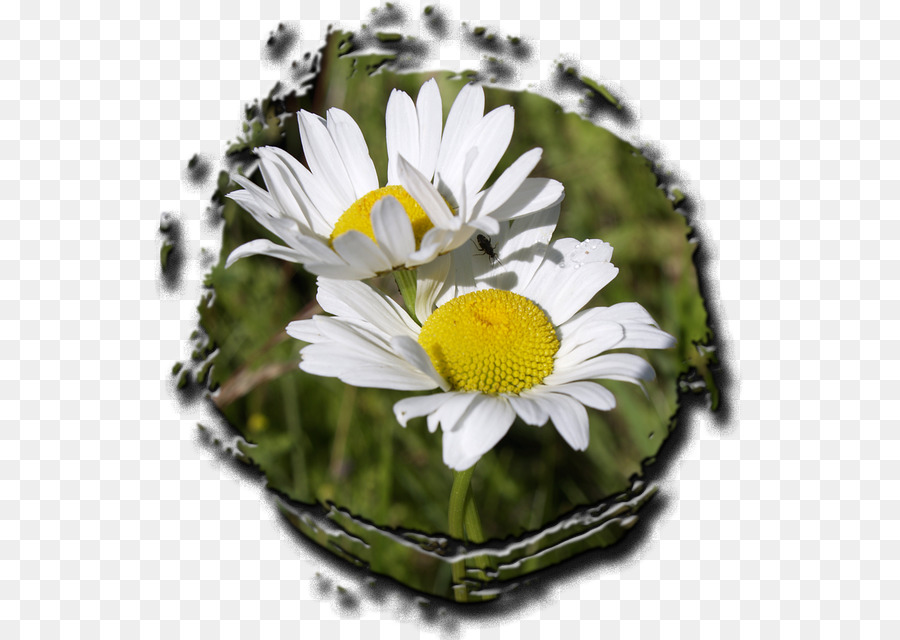 Daisy Ketutu，Daisy Umum PNG