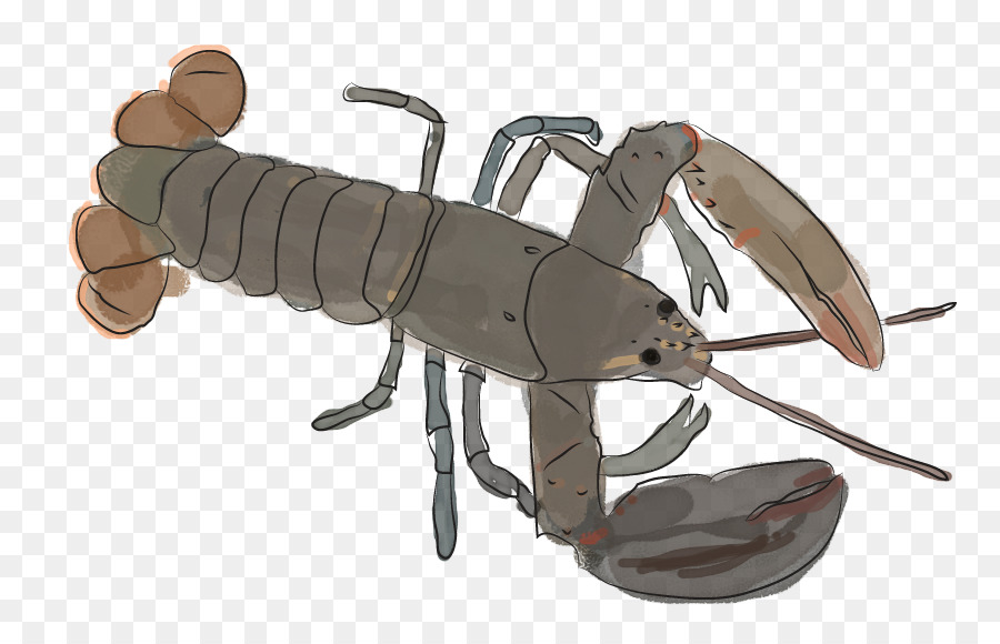 Lobster，Lobster Amerika PNG