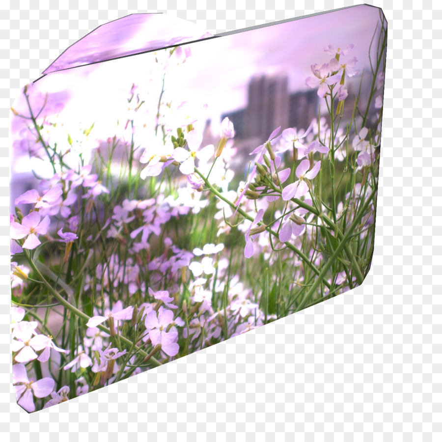 Lavender Inggris，Lavender PNG