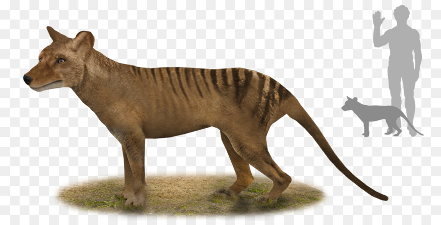 Harimau，Tylacine PNG