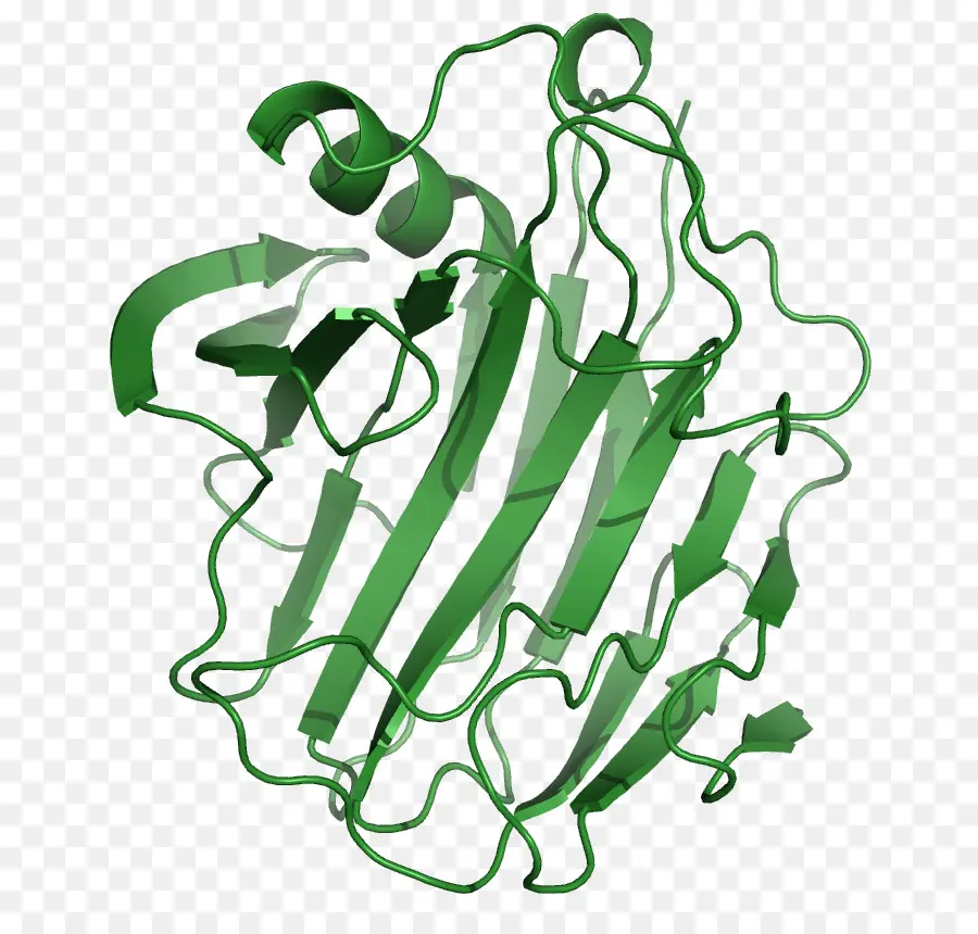 Struktur Protein，Biologi PNG