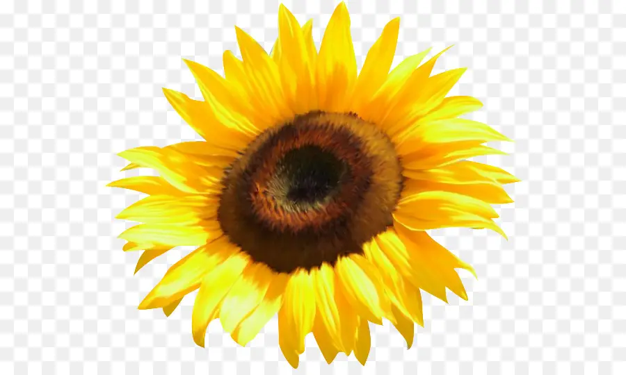 Bunga，Umum Bunga Matahari PNG
