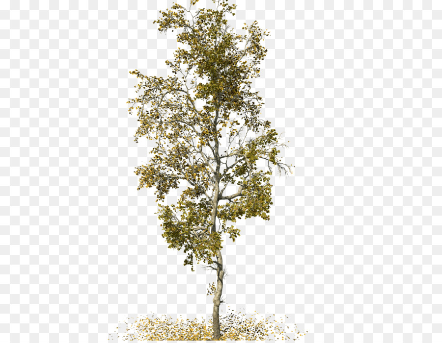 Pohon，Sycamore Amerika PNG