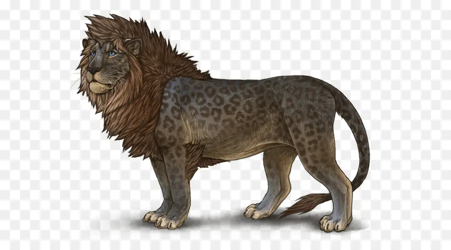 Singa，Leopon PNG