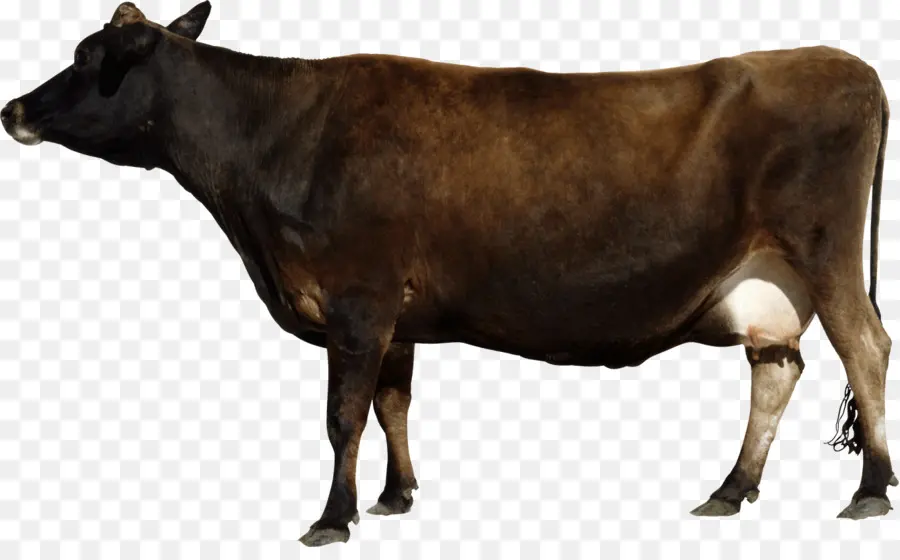 Sapi Coklat，Sapi PNG