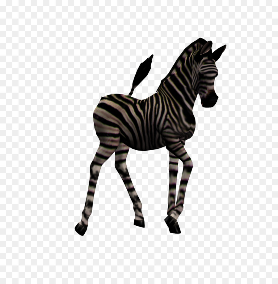 Zebra，Anak Kuda PNG