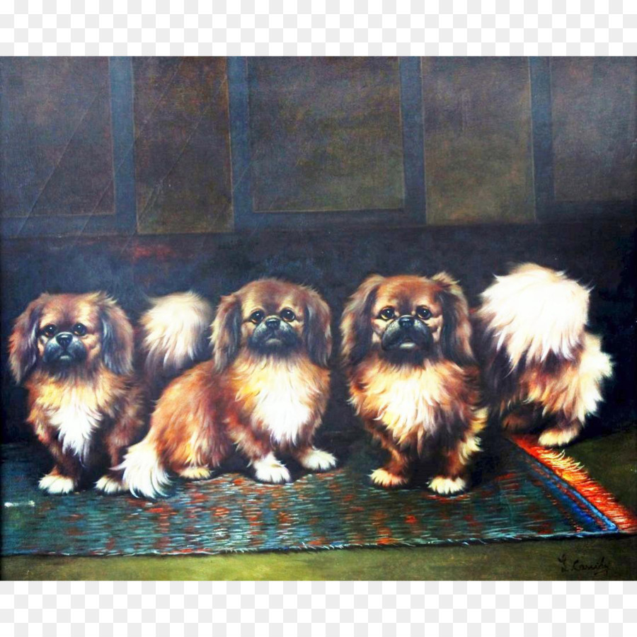 Pekingese，Shih Tzu PNG