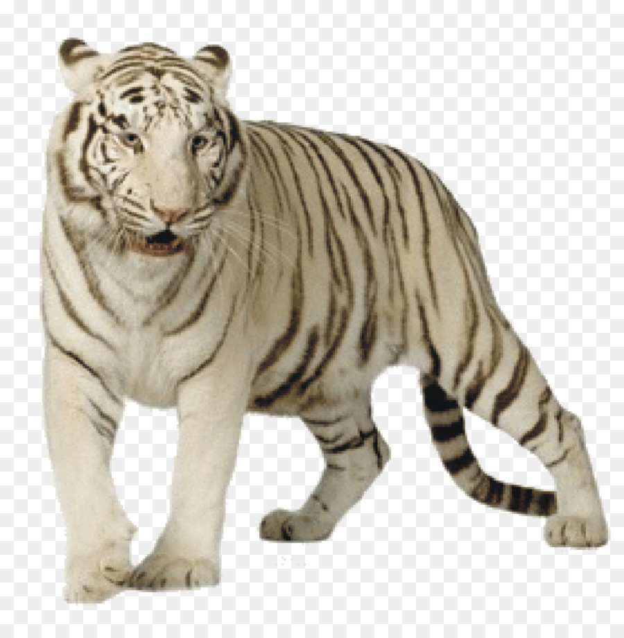 Macan Putih，Harimau Bengali PNG