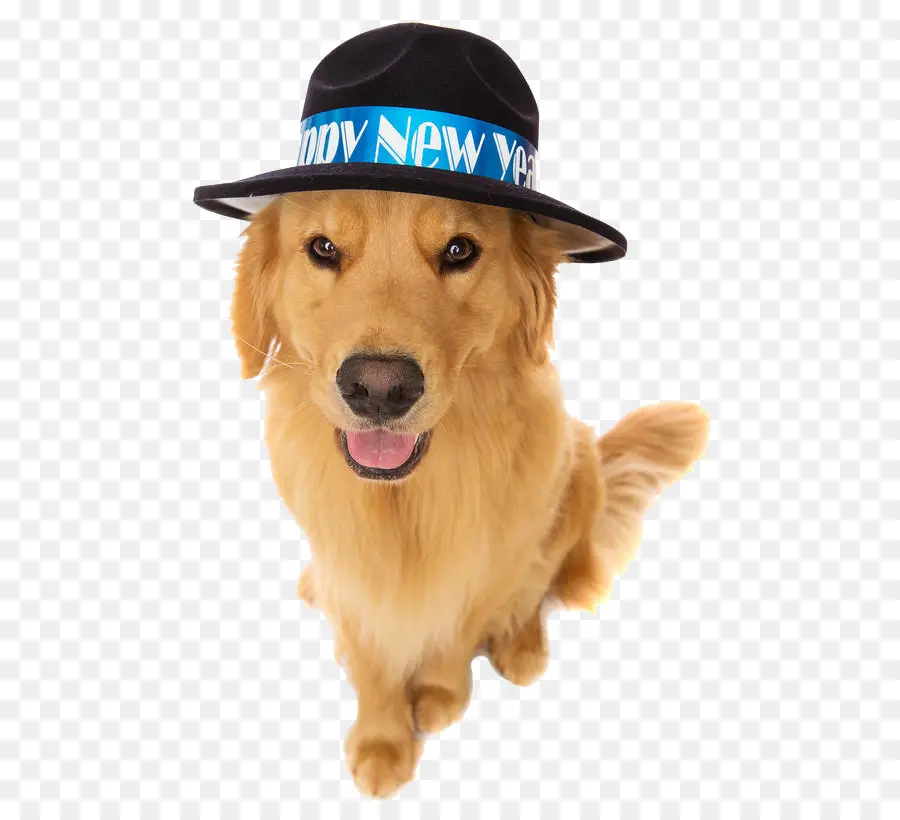 Golden Retriever，Anjing PNG