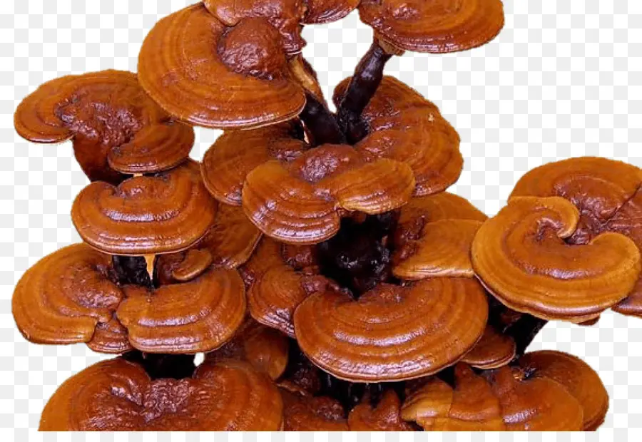 Jamur Reishi，Jamur PNG