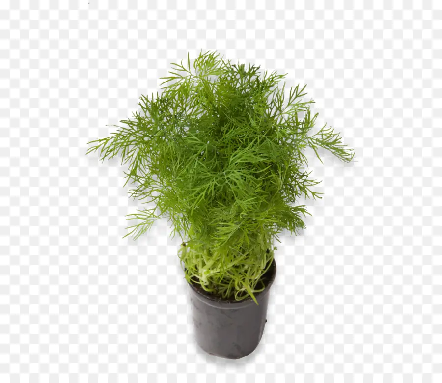 Tanaman Dill，Herba PNG