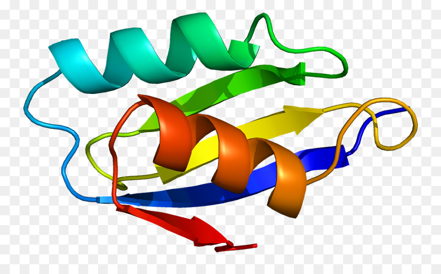 Struktur Protein，Molekul PNG