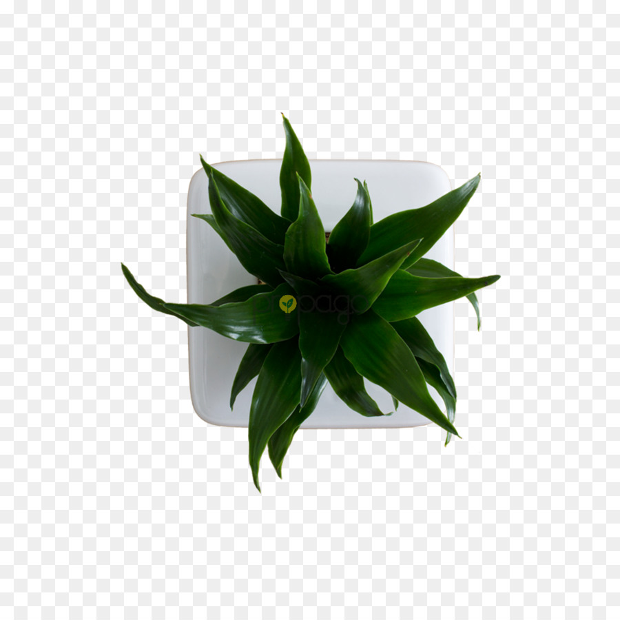 Pabrik，Pot Bunga PNG