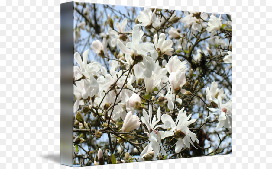 Magnoliaceae，Magnolia PNG