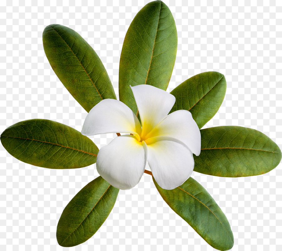 Bunga Plumeria，Mekar PNG