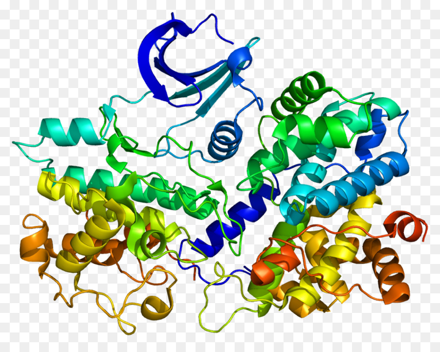 Cyclin，Kinase Cyclindependent PNG