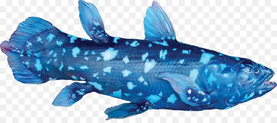 Coelacanth，Laut PNG