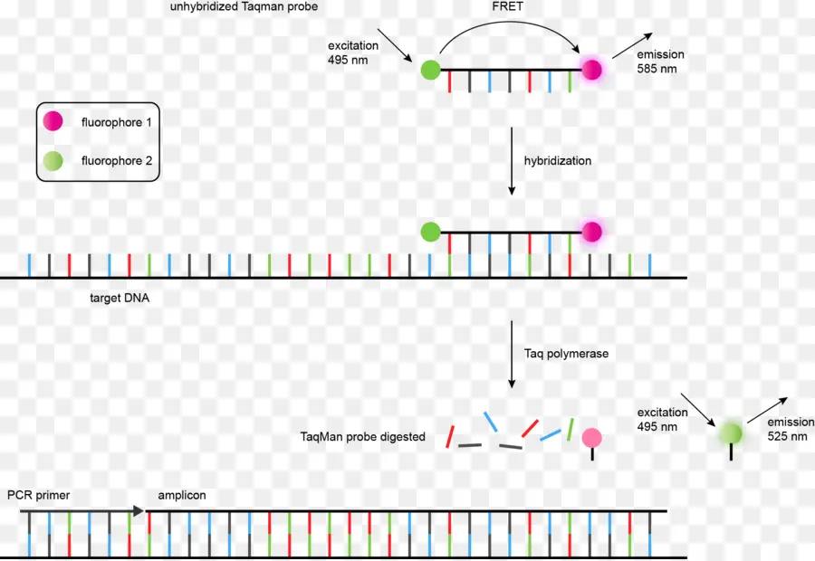 Hibridisasi Dna，Fluorofor PNG