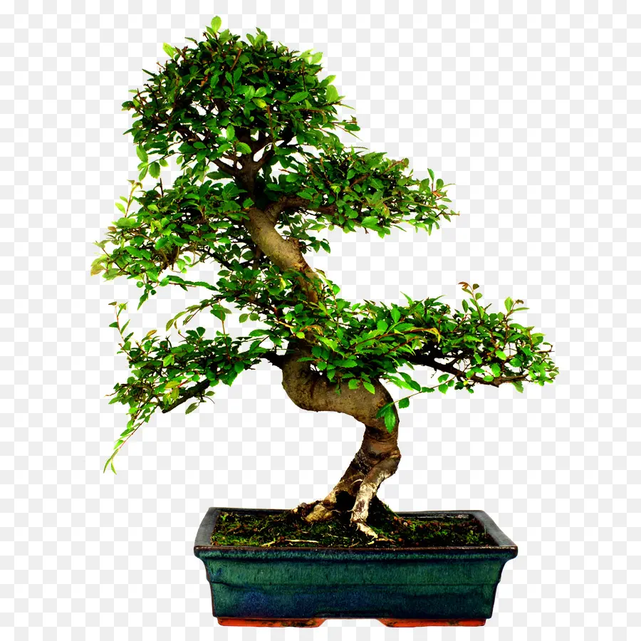 Pohon Bonsai，Miniatur PNG