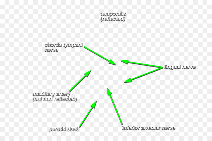 Diagram Anatomi，Medis PNG