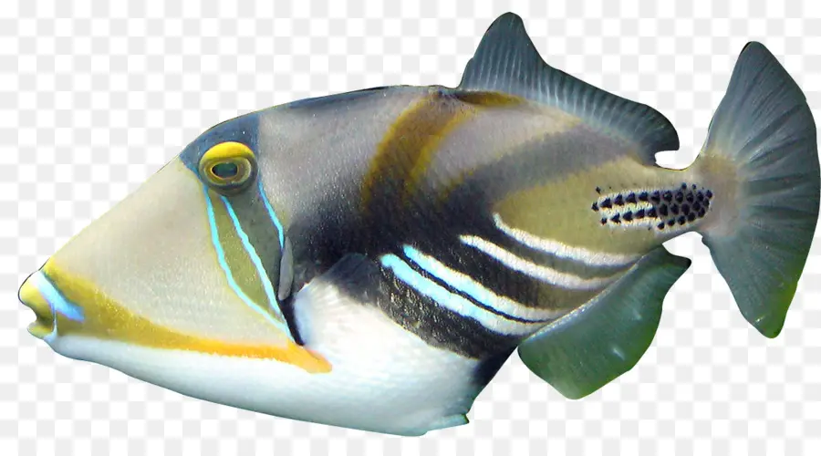 Ikan Biru，Akuatik PNG