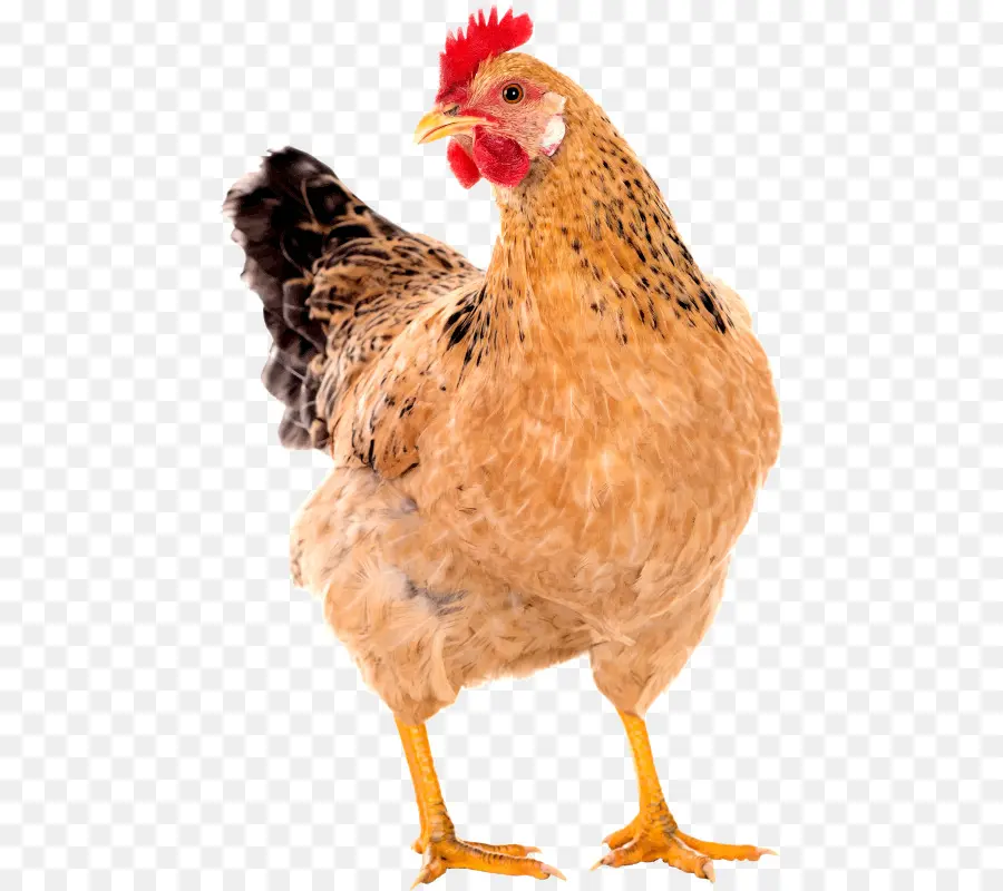 Ayam，Kandang Ayam PNG