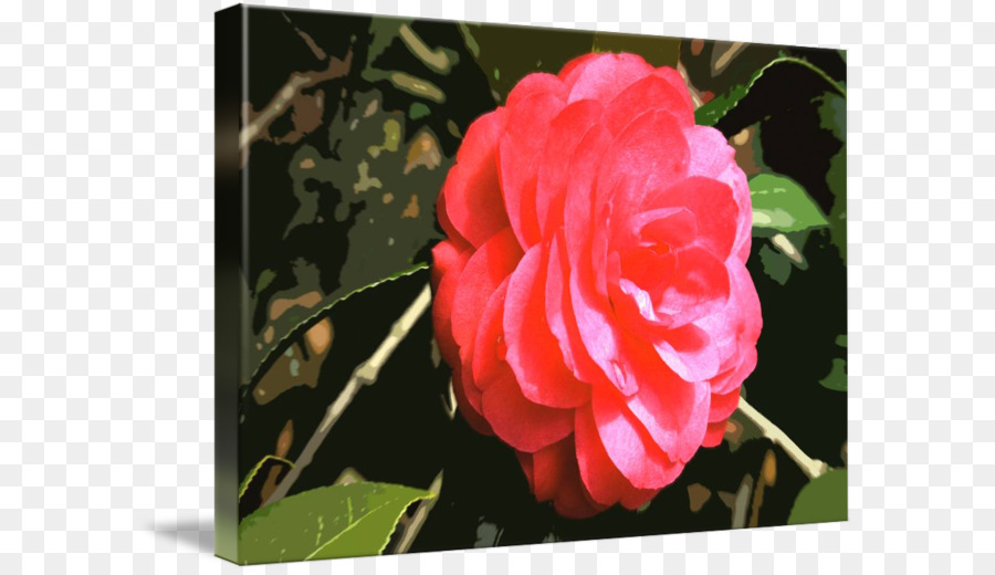 Mawar Centifolia，Memorial Rose PNG