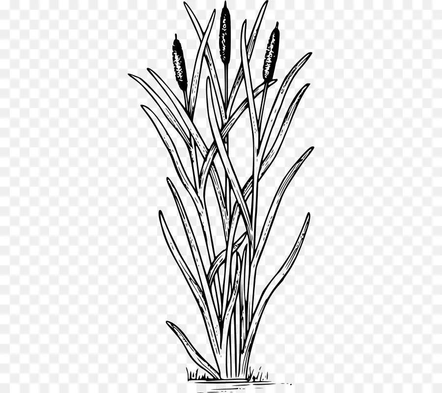 Pabrik Cattail，Lahan Basah PNG