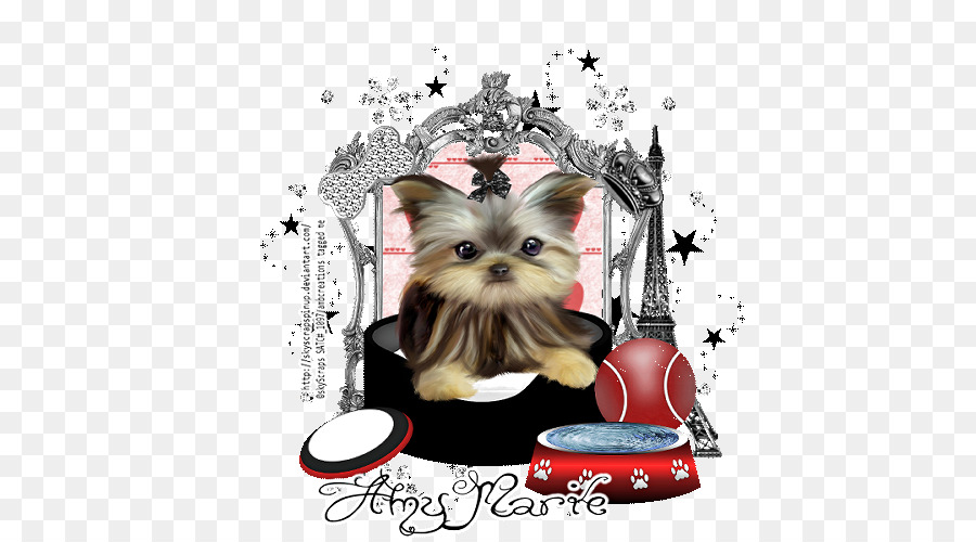 Yorkshire Terrier，Anjing PNG