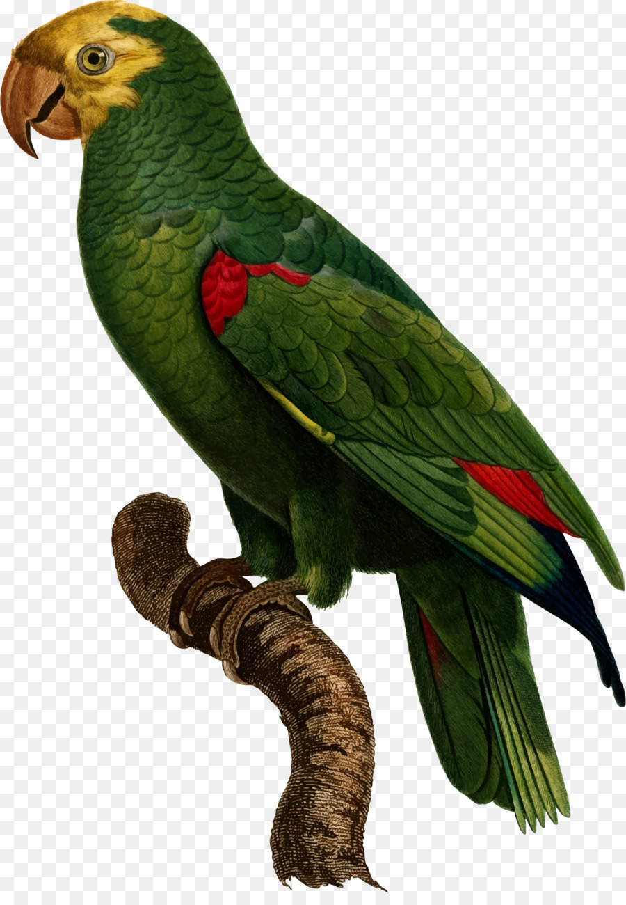 Burung Beo，Hijau PNG