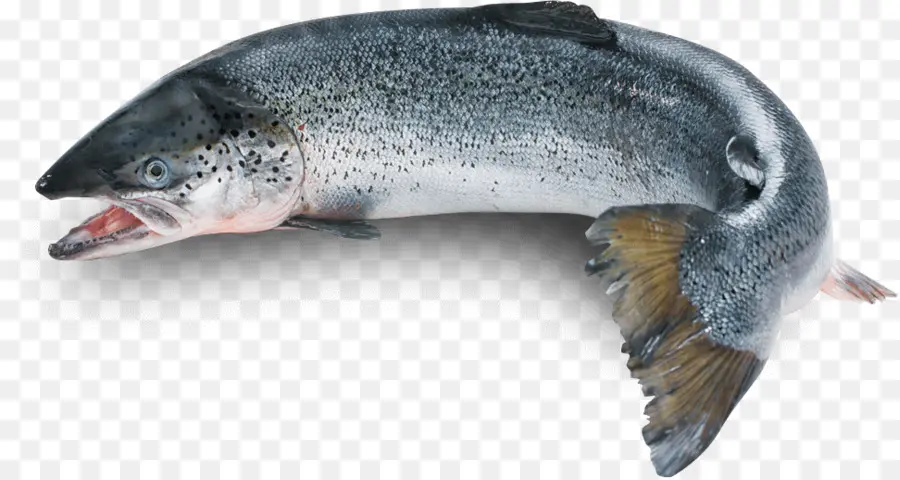 Ikan Trout Pelangi，Chinook Salmon PNG