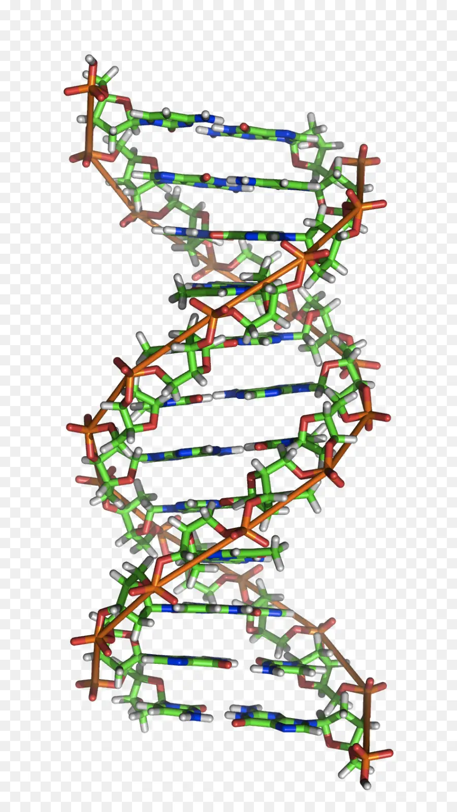 Zdna，Dna PNG