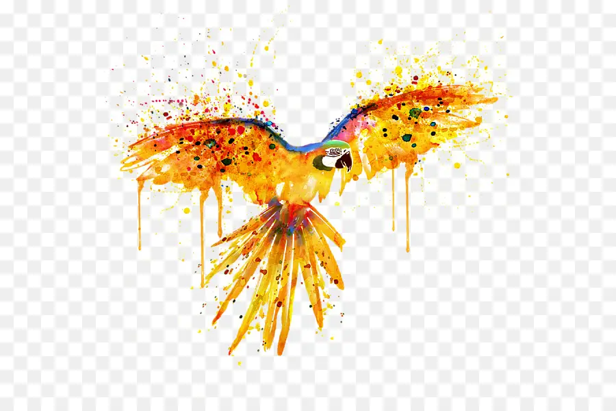 Lukisan Cat Air，Burung Beo PNG